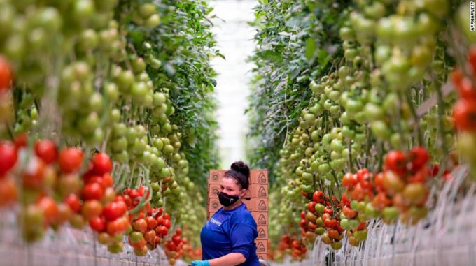 Năng suất cà chua tại AppHarvest cao gấp 30 lần so với trồng ngoài tự nhiên.