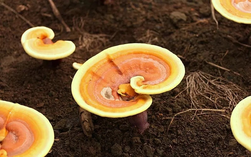 cach trong nam linh chi 5