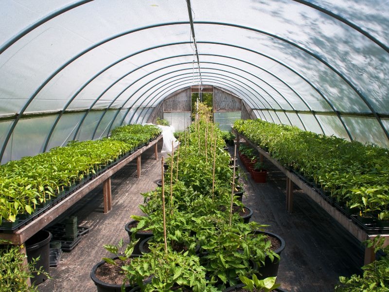 nha mang nha kinh 19