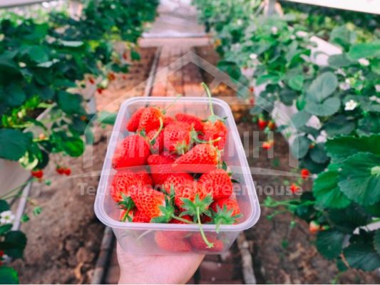 thuy canh dau tay nhung dieu can biet