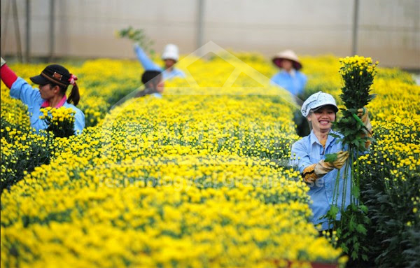 trong hoa cuc nhat ban